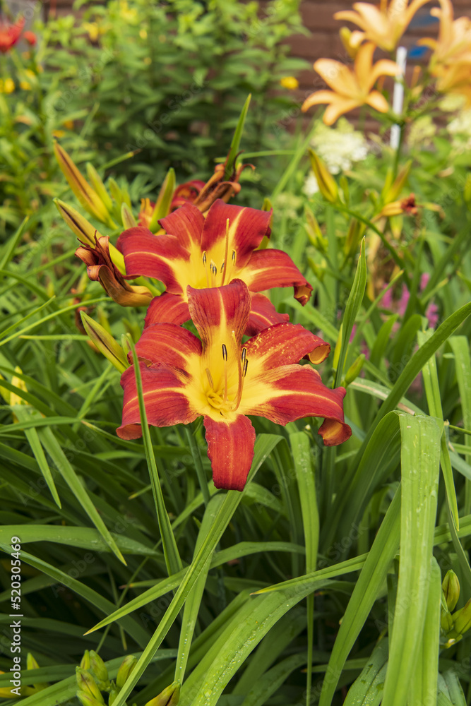 the flowers of the red lily are blooming the flowers of the red lily are blooming