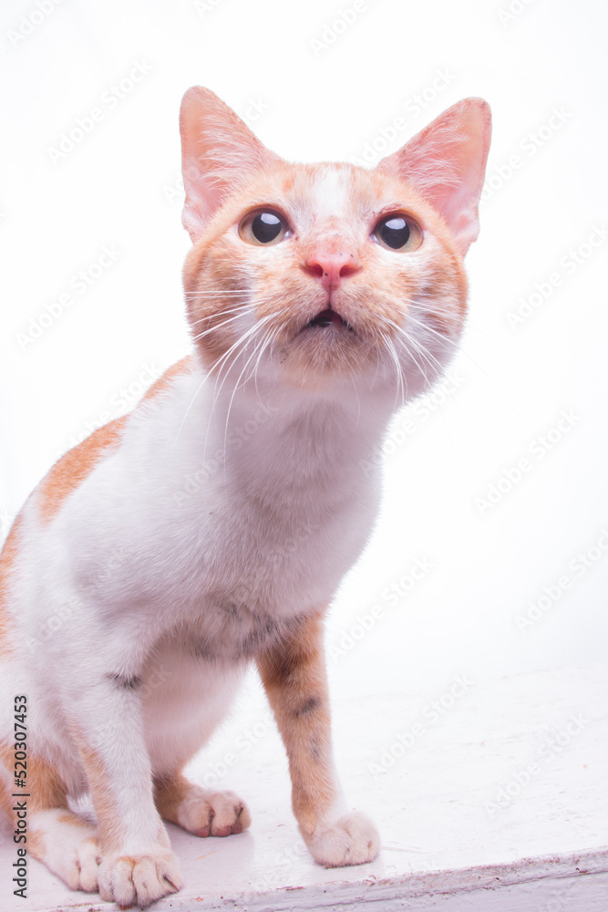 Shocked asian yellow cat portrait, isolated on white background. selective focus