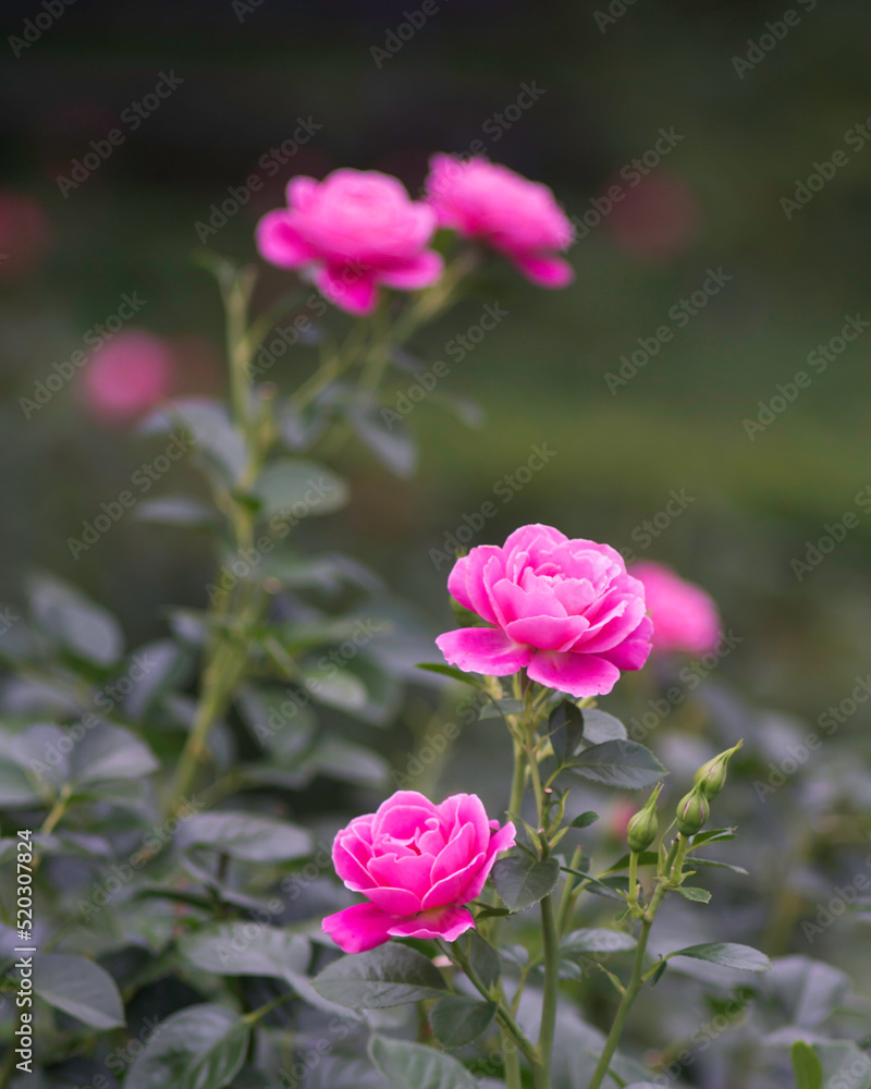 pink roses in the garden pink roses in the garden