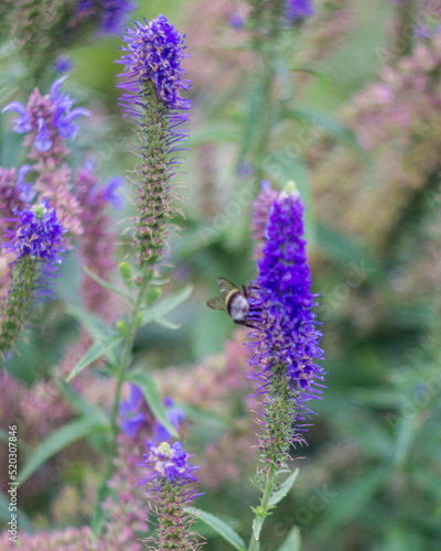 bee on lavender