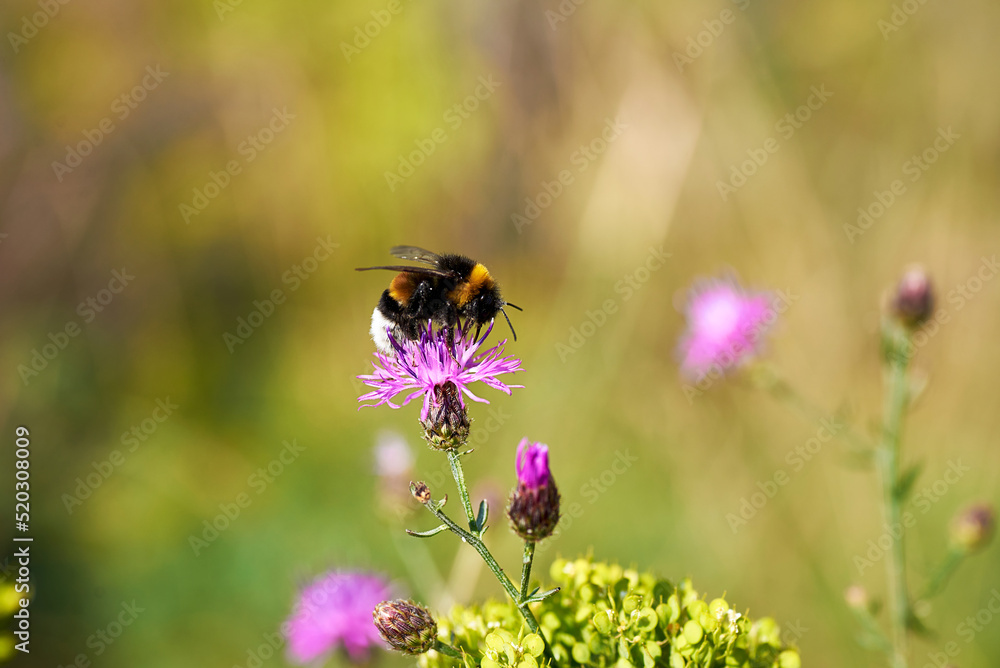 Bee on pink flower. Closeup of bee taking pollen from pink flower in meadow. Bee on pink flower. Closeup of bee taking pollen from pink flower in meadow.