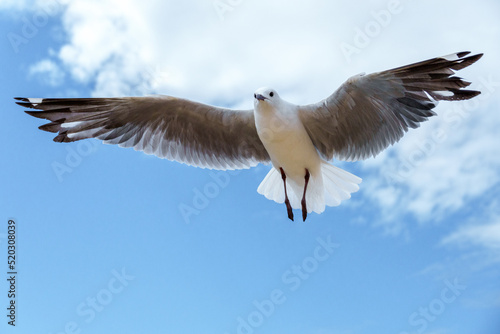 Hartlaub's gull or king gull (Chroicocephalus hartlaubii) in flight. Kleinmond, Whale Coast, Overberg, Western Cape, South Africa. photo