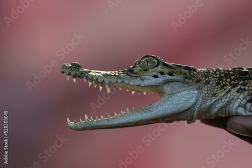 Obraz na plátně a crocodile sunbathing and its mouth is open