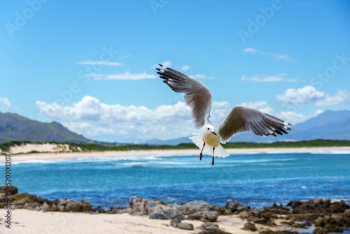 Hartlaub's gull or king gull (Chroicocephalus hartlaubii) in flight. Kleinmond, Whale Coast, Overberg, Western Cape, South Africa. © Roger de la Harpe