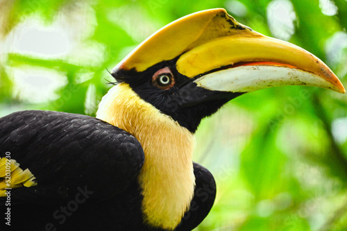 toucan on a branch © IVANZXUN