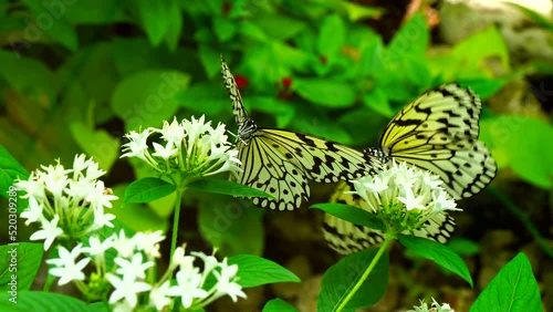 花の蜜を吸う日本最大の蝶オオゴマダラ