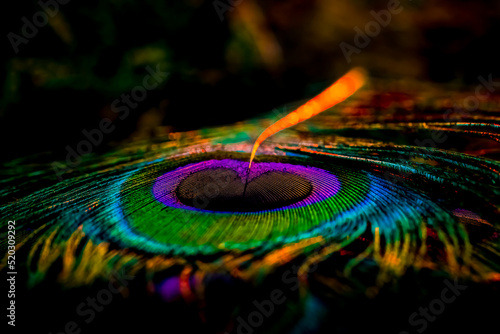 peacock feather, Peafowl feather, Bird feather, Colorful feather, feather, Glossy feather, Wallpaper, Background, Miscellaneous, Colors. © Sunanda Malam