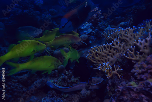 moray eel under water, nature photo wild snake predator marine in the ocean photo