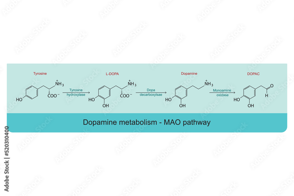 Dopamine Metabolism MAO (monoamine Oxidase) Pathway - Biotransformation ...