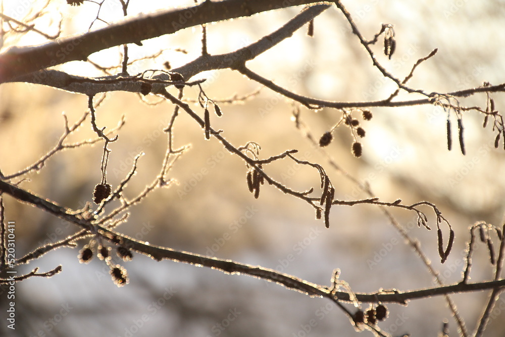 Tree branches in the winter in the backlight Tree branches in the winter in the backlight