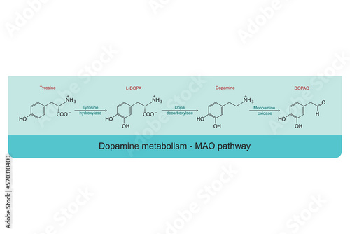 Dopamine metabolism MAO (monoamine oxidase) pathway - biotransformation of Tyrosine to L-DOPA, Dopamine and DOPAC. Blue background infographic. photo