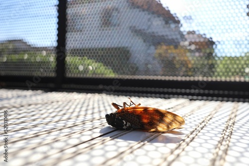 Dead cicadas on the balcony in summer. Summer in Japan.