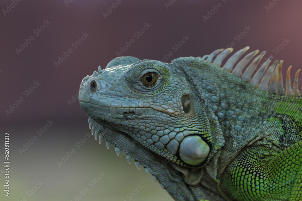 Fototapeta premium beautiful closeup iguana face on pink background