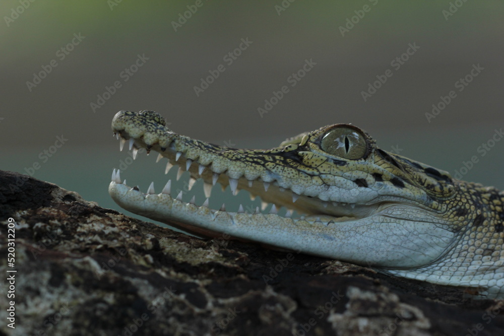 Fototapeta premium a crocodile sunbathing and its mouth is open