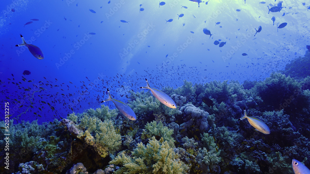 Obraz premium Underwater photo of a beautiful drop off coral reef wall. From a scuba dive in the Red sea in Egypt.