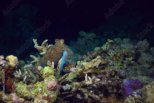 Fototapeta Naklejka Na Ścianę i Meble -  octopus in the sea underwater photo on the reef