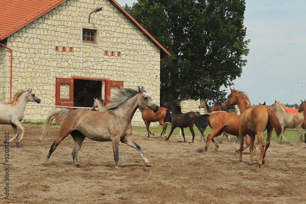 Fototapeta premium koń, konie czystej krwi arabskiej, araby