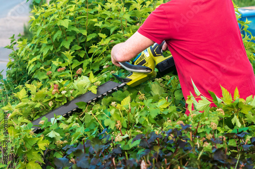 trimming of bushes with a brush cutter