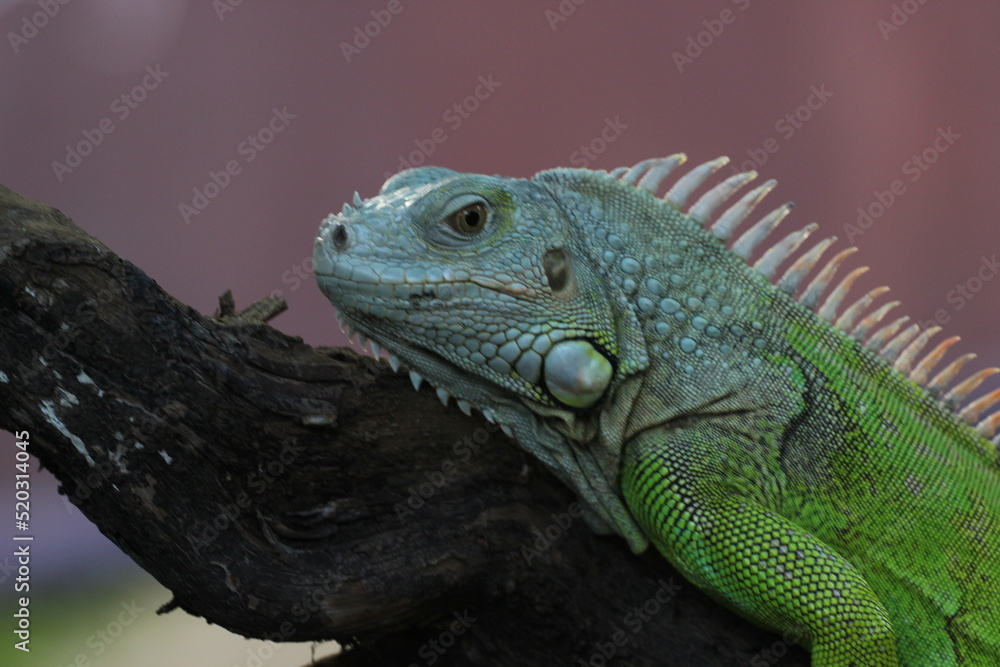 beautiful closeup iguana face on pink background