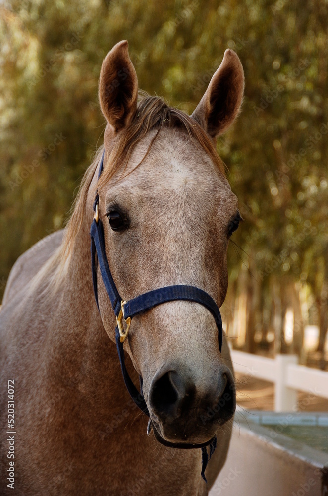Fototapeta premium Beautiful horse head with a tuft of hair swaying over his forehead