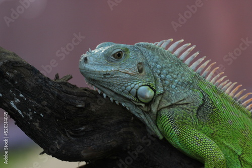 beautiful closeup iguana face on pink background