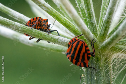 punaise arlequin - graphosoma italicum