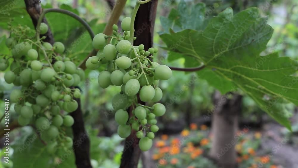 Fresh green grapes on vineyard Fresh green grapes on vineyard