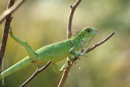 beautiful green iguana on a dead tree branch