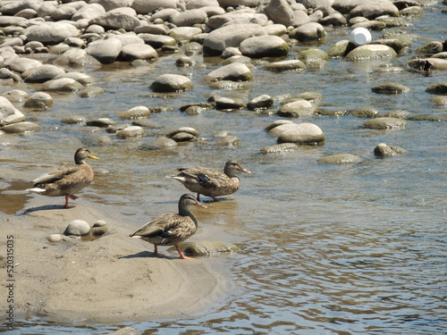 Ducks in river © Athena