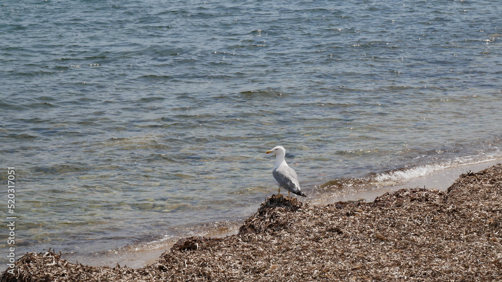 Seagull on the beach. Cannes, France Seagull on the beach. Cannes, France
