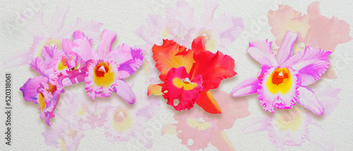 Painting cattleya orchid isolate flowers realistic watercolor wallpaper pink cattleya orchid. photo