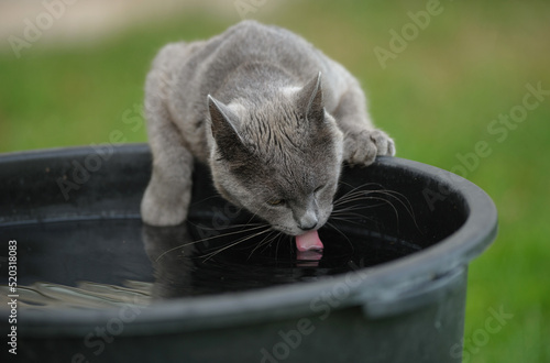 gray cat drinks water from a dark container with water on the street
