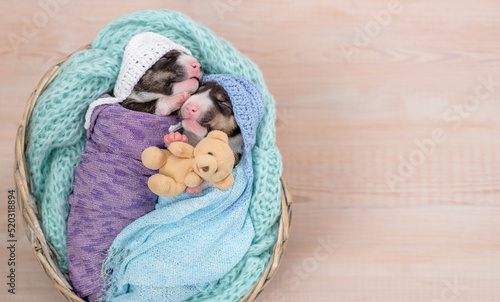 Two tiny newborn bull terrier puppies wrapped like babies sleep with a toy teddy bear. Top down view. Empty space for text photo