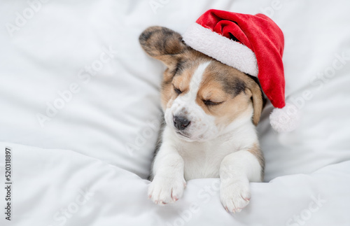 Tiny Beagle puppy wearing red santa hat sleeps under white blanket at home. Top down view. Empty space for text