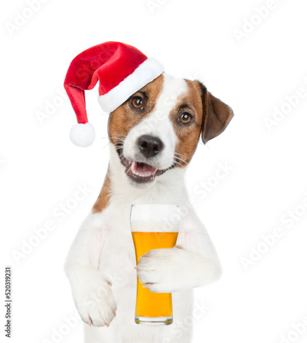 Jack russell terrier puppy wearing santa hat holds glass of beer. isolated on white background © Ermolaev Alexandr