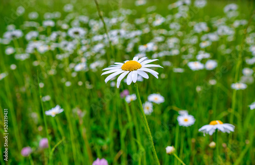 Daisy in the wind in close-up. Chamomile Plants, Tranquil Natural Background