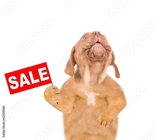 Mastiff puppy holds sales symbol and looks up. isolated on white background