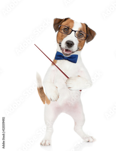 Smart Jack russell terrier puppy wearing  tie bow and eyeglasses points away on empty space. isolated on white background © Ermolaev Alexandr