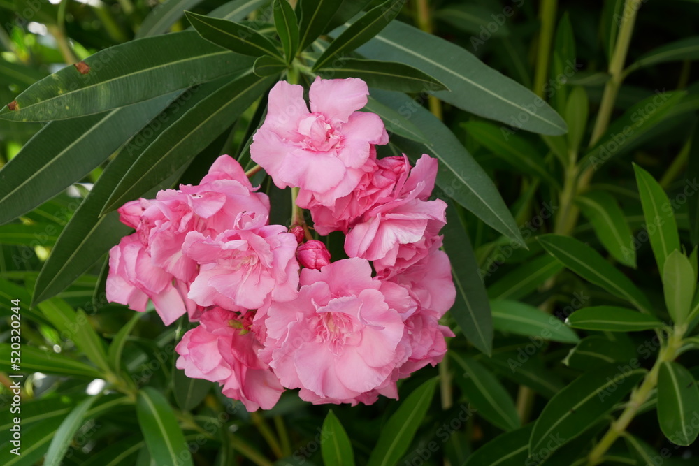 Laurier rose (Nerium oleander)