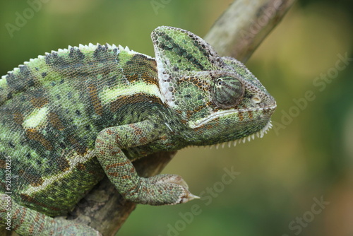 chameleon on a log on a green background