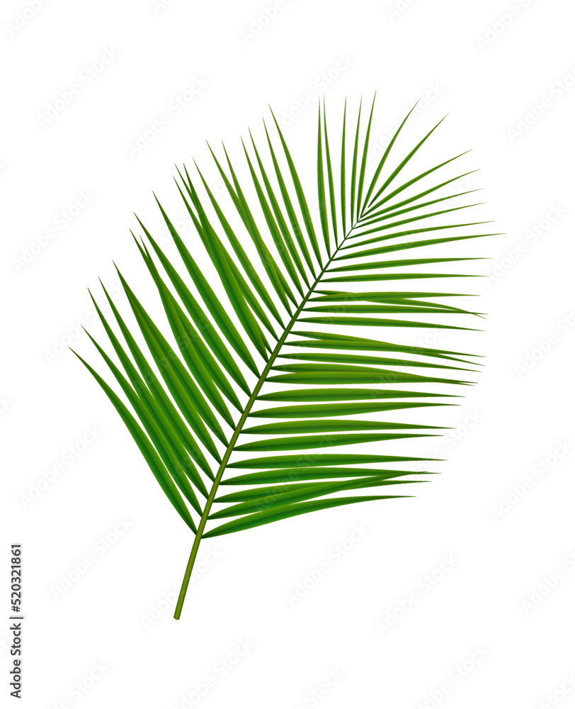 Obraz premium Palm Branch Realistic Composition