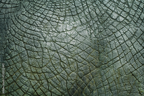 Fototapeta Naklejka Na Ścianę i Meble -  Dinosaur animal skin texture for background.