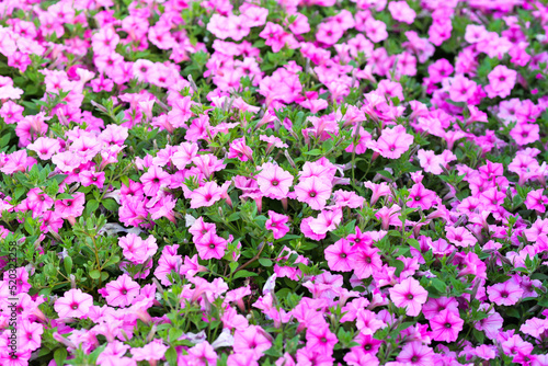Field with pink petunias, flower growing and gardening concept