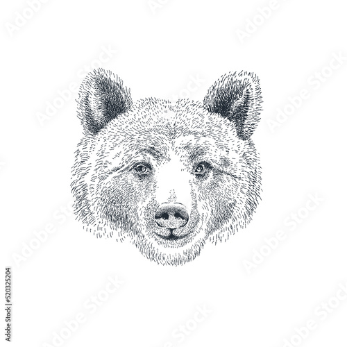 Hand drawn bear head. Brown bear portrait. Vector illustration
