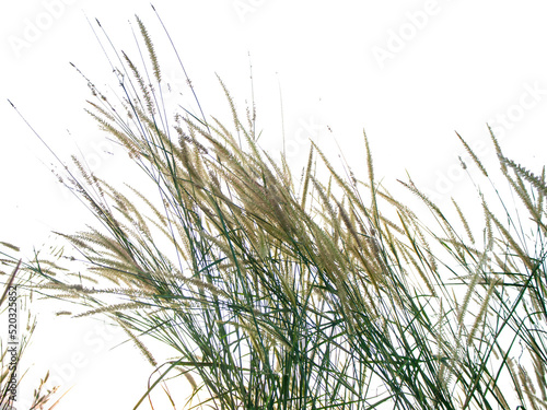 wildgrass blowing in the wind on white background