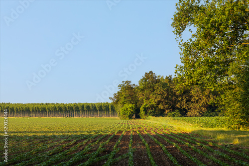 Campo coltivato in pianura ai margini di un verde bosco. Raccolto estivo con cielo blu. photo