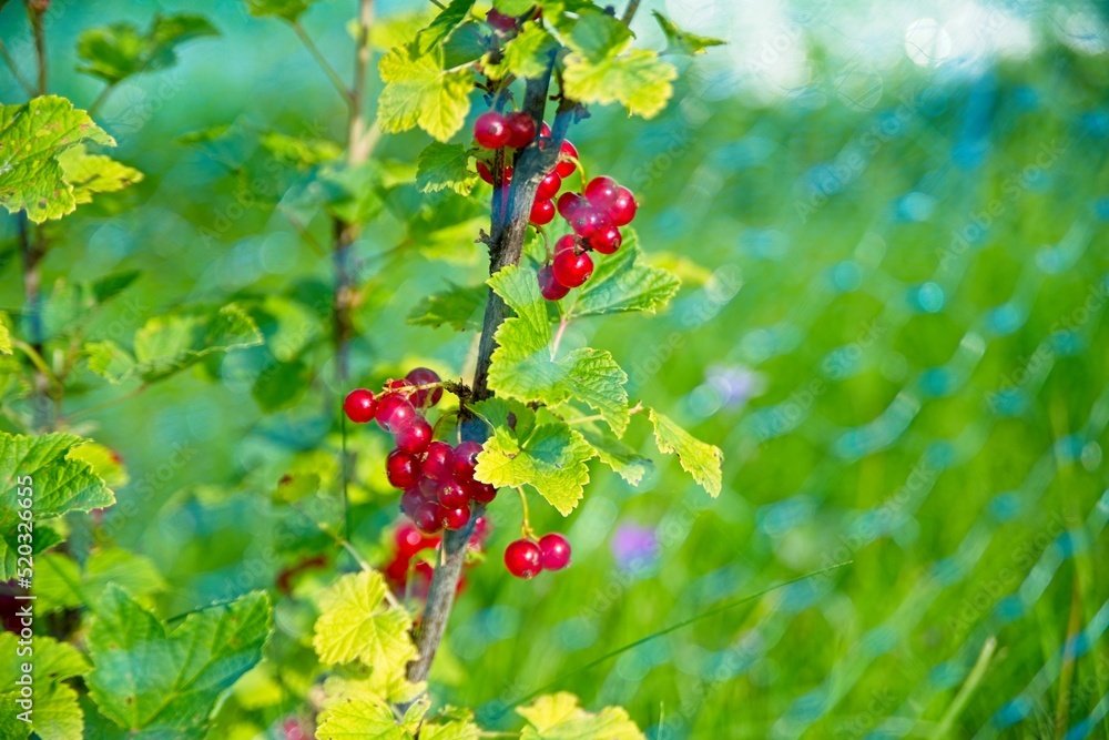 Red currant growing in a garden. Red currant growing in a garden.