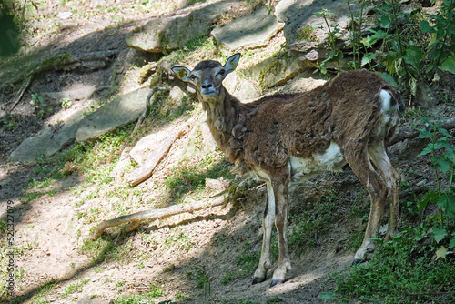 Mufflon ( Ovis orientalis musimon ). photo