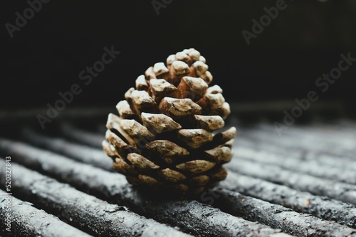 Obraz na plátně Pinecone