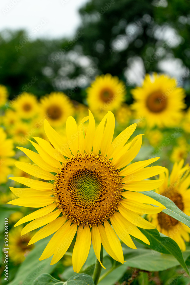 Sunflower